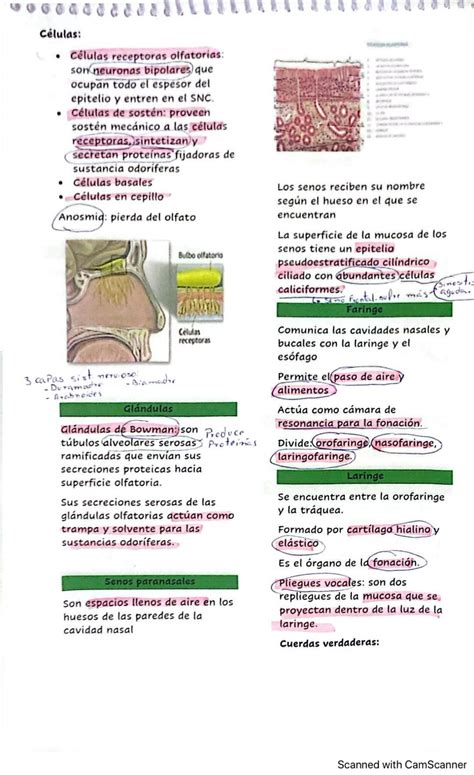 Solution Histologia Respirato Ria Studypool