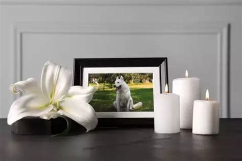 Pet Funeral Celebrants: Guiding You Through the Loss of a Pet – Titan Casket | Pet