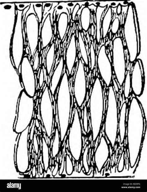 Amphioxus And The Ancestry Of The Vertebrates Amphioxus Sea Squirts