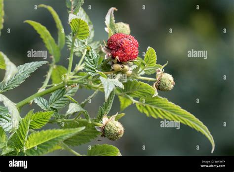Australian Native Raspberry Hi Res Stock Photography And Images Alamy
