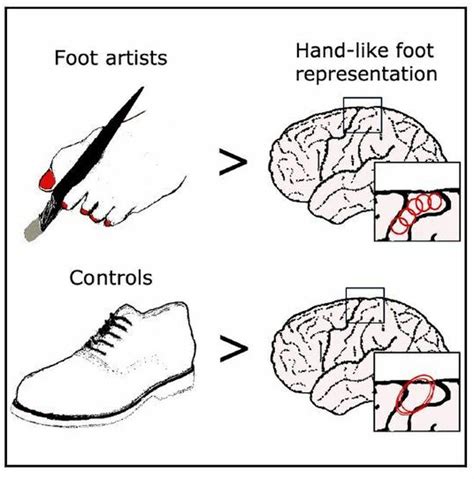 Redibujando El Mapa Del Cerebro Con Los Pies