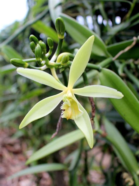 Vanilla Orchid Plant Yarden
