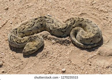 Puff Adder Snake Stock Photo 1270235515 | Shutterstock