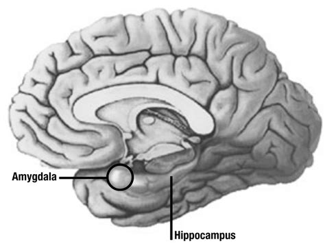 Intimate Relationship Between Amygdala And Hippocampus Download