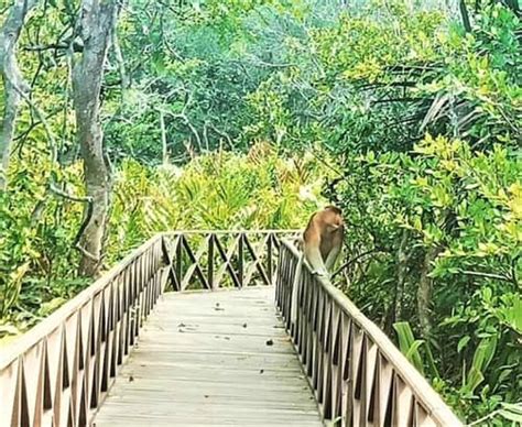 Pulau Bakut Wisata Habitat Bekantan Kalsel Di Hutan Mangrove