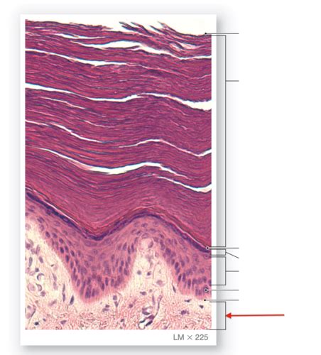 Integumentary Flashcards Quizlet