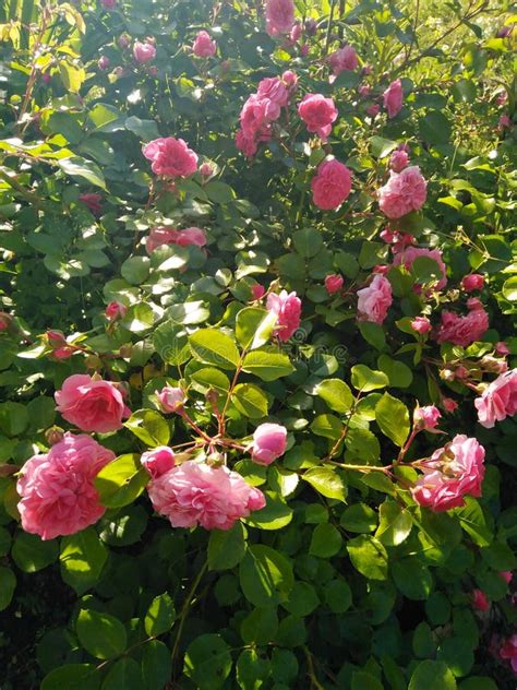 Un Arbusto Exuberante De Rosas Escaladas Delicadas Flores En Un Arbusto