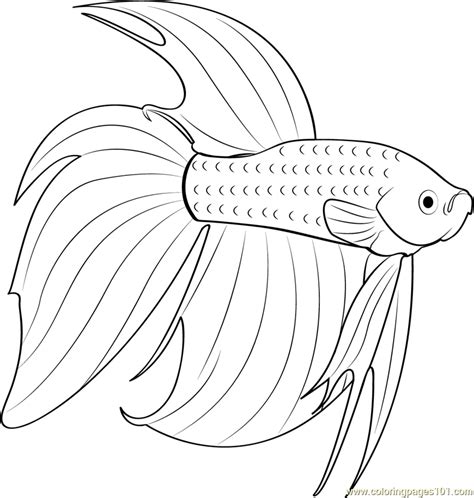 Betta Coloring Page At Getcolorings Free Printable Colorings