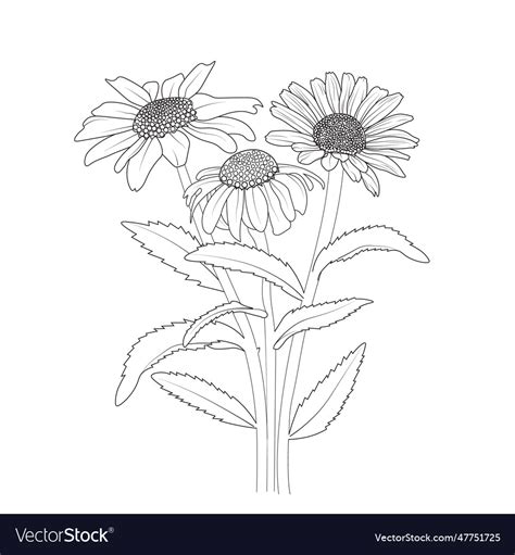 Gerbera Daisy Drawing Outline Easy Daisy Vector Image