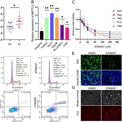 Targeting Mettl In Lihc Cell Lines A And B The Expression Of Mettl