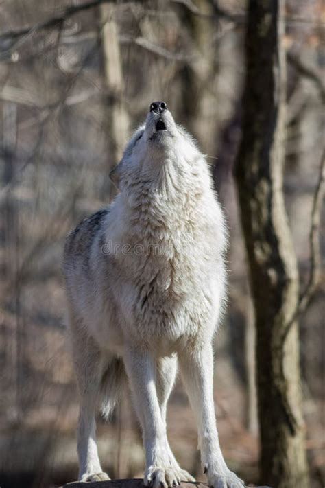 Weiße Arktische Wolfstellung Auf Dem Felsen Der Im Holzporträt Heult