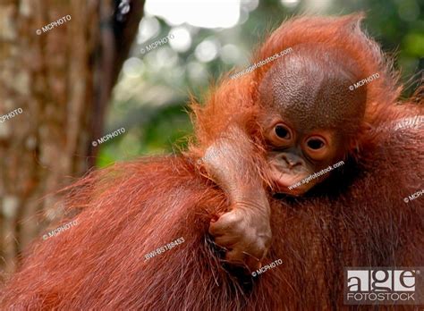 Orang Utan Orangutan Orang Outang Pongo Pygmaeus Very Young