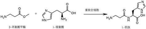 一种全细胞高效催化合成l 肌肽的方法与流程