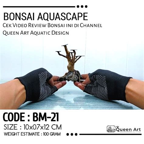 Jual Bonsai Mini Untuk Aquascape Bonsai Aquarium Akar Senggani