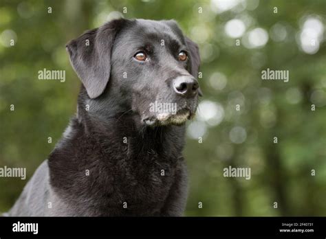 A Portrait Of A Black Labrador Stock Photo Alamy