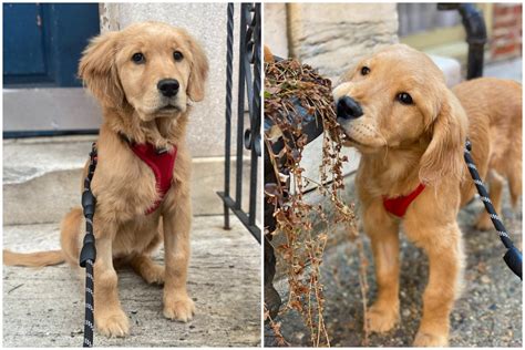 Owner creates tragic "bucket list" for terminally ill golden retriever puppy : r/goldenretriever