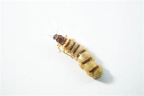 Termite Queen: Everything You Need to Know - Pest Control Gurus