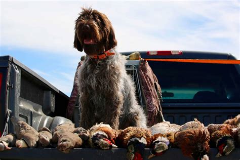 Hunting Dog Profile: The Rugged Wirehaired Pointing Griffon | GearJunkie