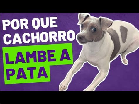 Por Que Cachorro Lambe A Pata YouTube