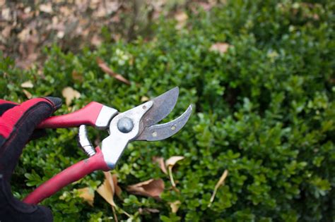 How to Thin a Boxwood Hedge – Kevin Lee Jacobs