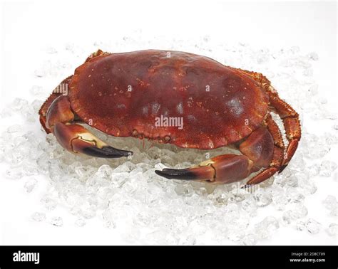 EDIBLE CRAB Cancer Pagurus ON ICE Stock Photo Alamy