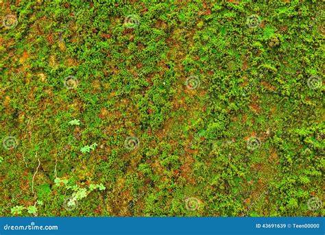 Moss On Wall Floor Texture Background. Royalty-Free Stock Photography ...