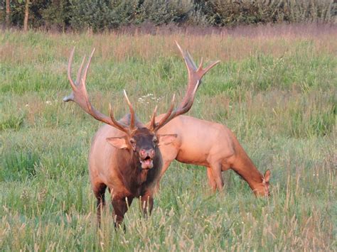 Everyday Outdoors - Elk in the East - Morgan Messenger