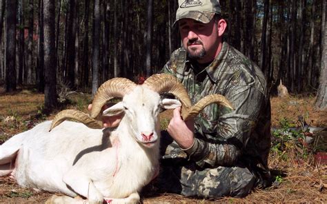 Texas Dall sheep hunting - Alabama Exotic Hunts