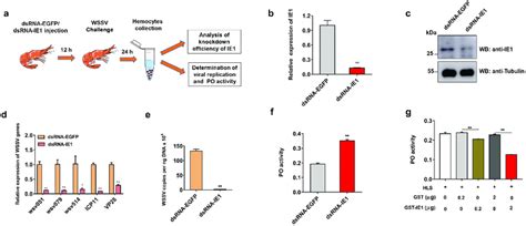 Ie1 Inhibits Po Activity And Promotes Viral Replication In Shrimp Download Scientific Diagram