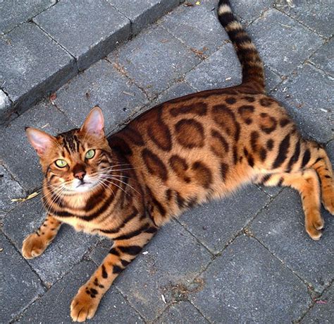 Meet Thor The Bengal Cat With Purrfectly Beautiful Fur Bored Panda