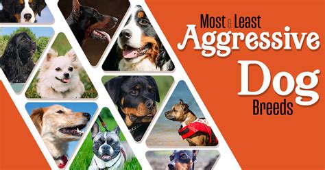 Top 3 Least Aggressive Dog Breeds - Most Aggressive Dog Breeds