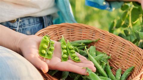 Companion Plants That Will Totally Flourish Beside Your Luscious Peas