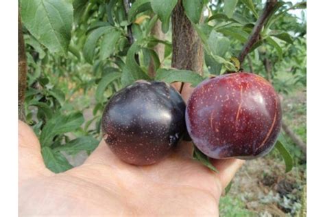 Саженец Сливы Шарафуга