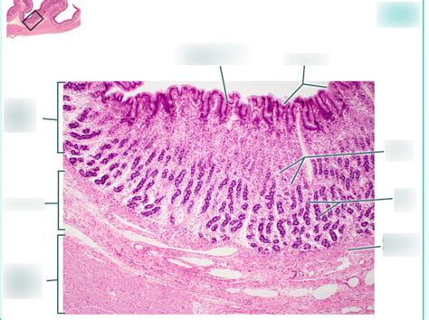 Stomach Histology Diagram Quizlet