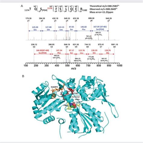 Mass Spectrometric Identification Of Enos Phosphorylation At Ser