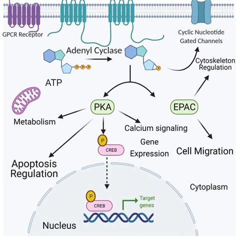 Schematic Representation For Extracellular Camp Mediated Aggregation Of Download Scientific