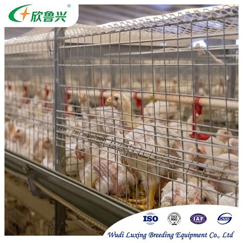 Tiers Tiers H Type Modern Design Broiler Poultry Farm Automatic