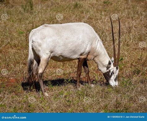 An Arabian Oryx with Very Long Horns Stock Photo - Image of animal ...