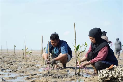 Pt Timah Tbk Tanam Batang Mangrove Di Kawasan Wisata Bangka Barat