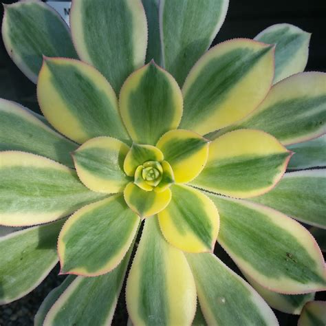 Aeonium Sunburst Mid Valley Trees