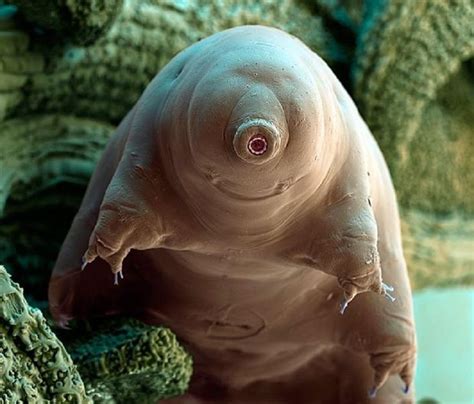 Observation Microscopique Tardigrade Weird Looking Animals