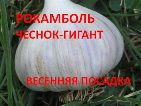 РОКАМБОЛЬ ЧЕСНОК-ГИГАНТ. ВЕСЕННЯЯ ПОСАДКА. - YouTube