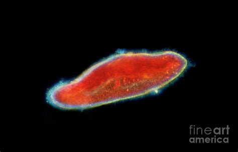 Lm Of The Ciliate Protozoan Paramecium Sp Photograph By Astrid And Hanns Frieder Michlerscience