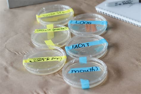 Bacteria Science Experiment