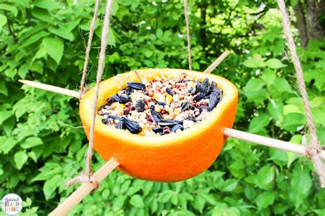 Orange Bird Feeder Easy Homemade Bird Feeders Natural Beach Living