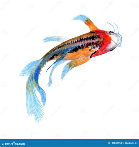 Pintura Da Aquarela Da Ilustração Dos Peixes Do Excremento De Koi