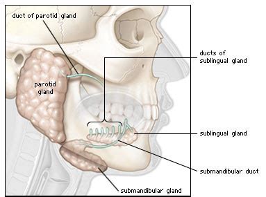 Sublingual Gland Removal – Exodontia