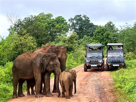 Perfect Safari With Excellent Guide Review Of Udawalawe Safari Fun