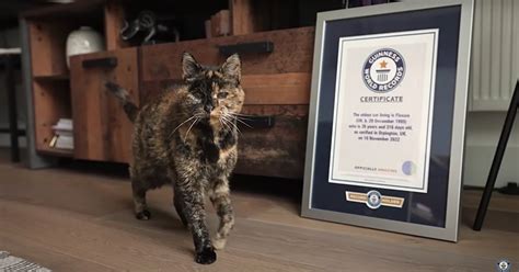 VIDÉO Ce chat est le plus vieux du monde Il a 27 ans