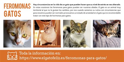 Feromonas para gatos cuándo y cómo utilizarlas